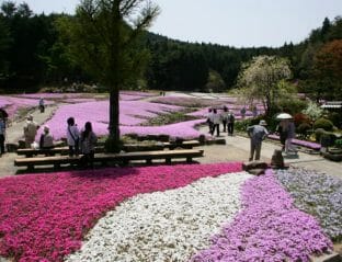 花のじゅうたん ちょこっと三田へ 一般社団法人三田市観光協会