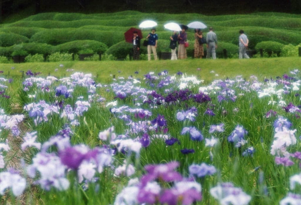 永沢寺花しょうぶ園の写真