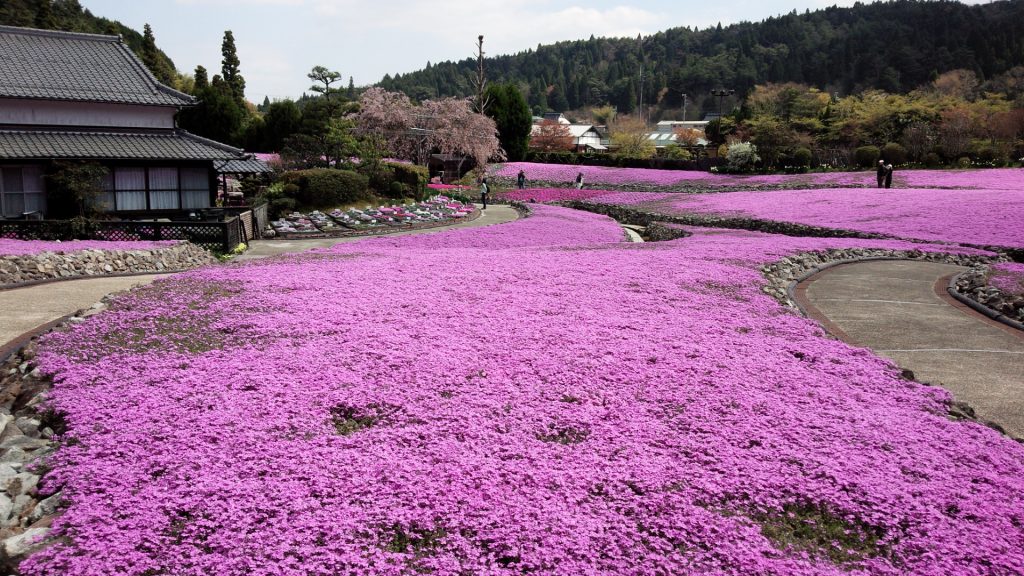 花のじゅうたん 開花状況 4 21 木 現在 三田市観光協会 兵庫県三田市