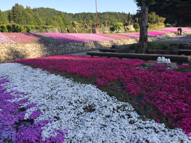 花のじゅうたんの開花状況は8分 満開直前です ちょこっと三田へ 一般社団法人三田市観光協会