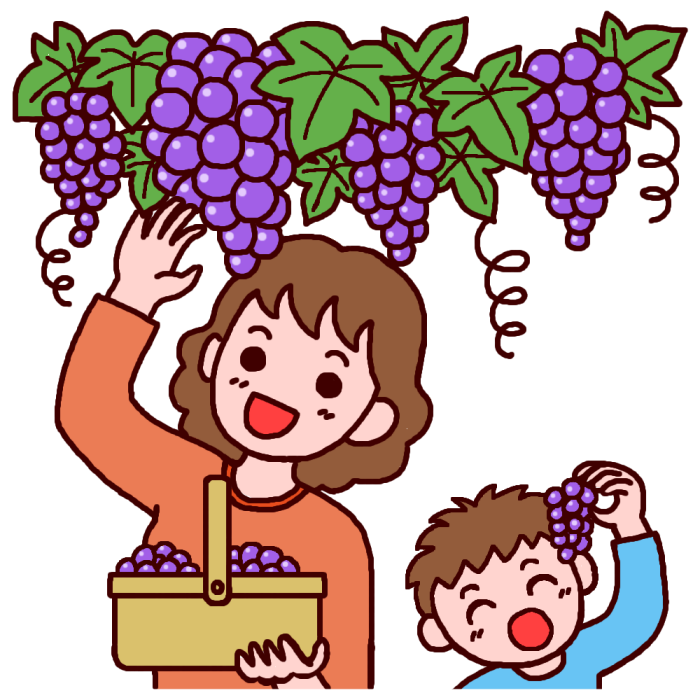 道の駅 神戸フルーツ フラワーパーク大沢 のぶどう狩り開園のお知らせ 三田市観光協会 兵庫県三田市