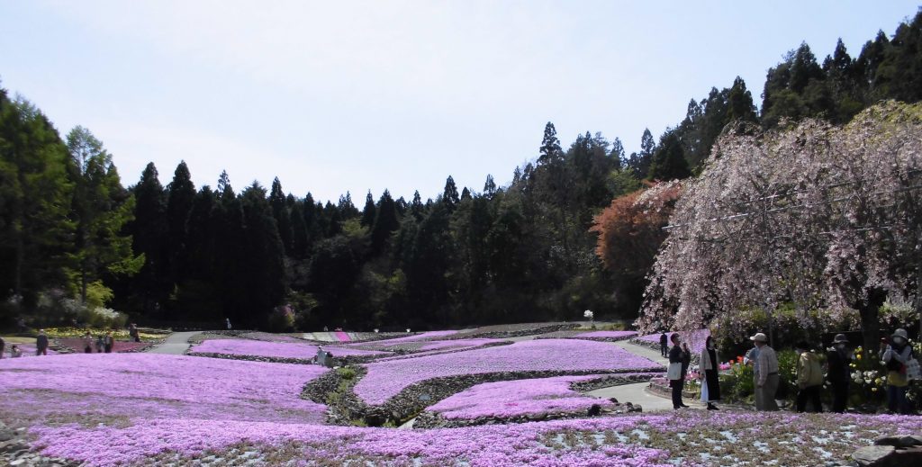 ４ の 花のじゅうたん は 三田市観光協会 兵庫県三田市