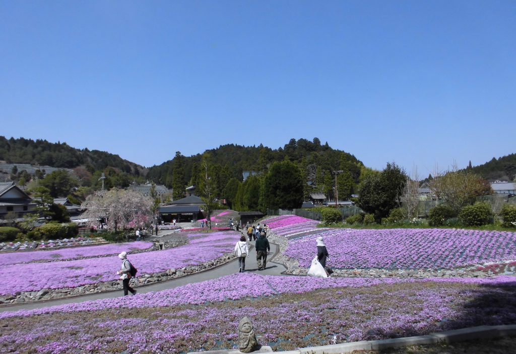 ４ の 花のじゅうたん は 三田市観光協会 兵庫県三田市