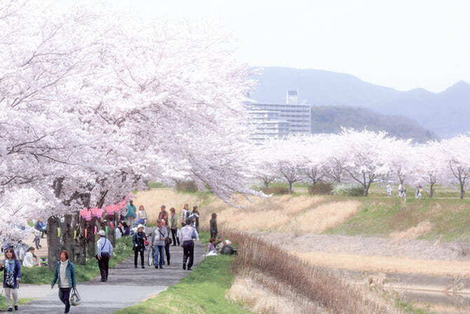季節のコース（春）ふるさと桜づつみ回廊コースの写真